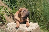 SHAR-PEI 888